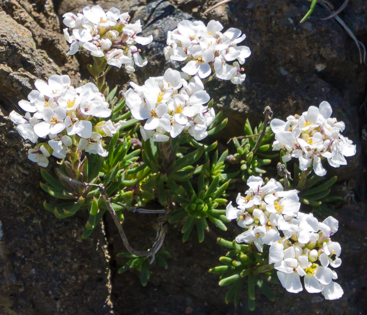 Изображение особи Iberis saxatilis.