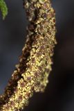 Betula dauurica