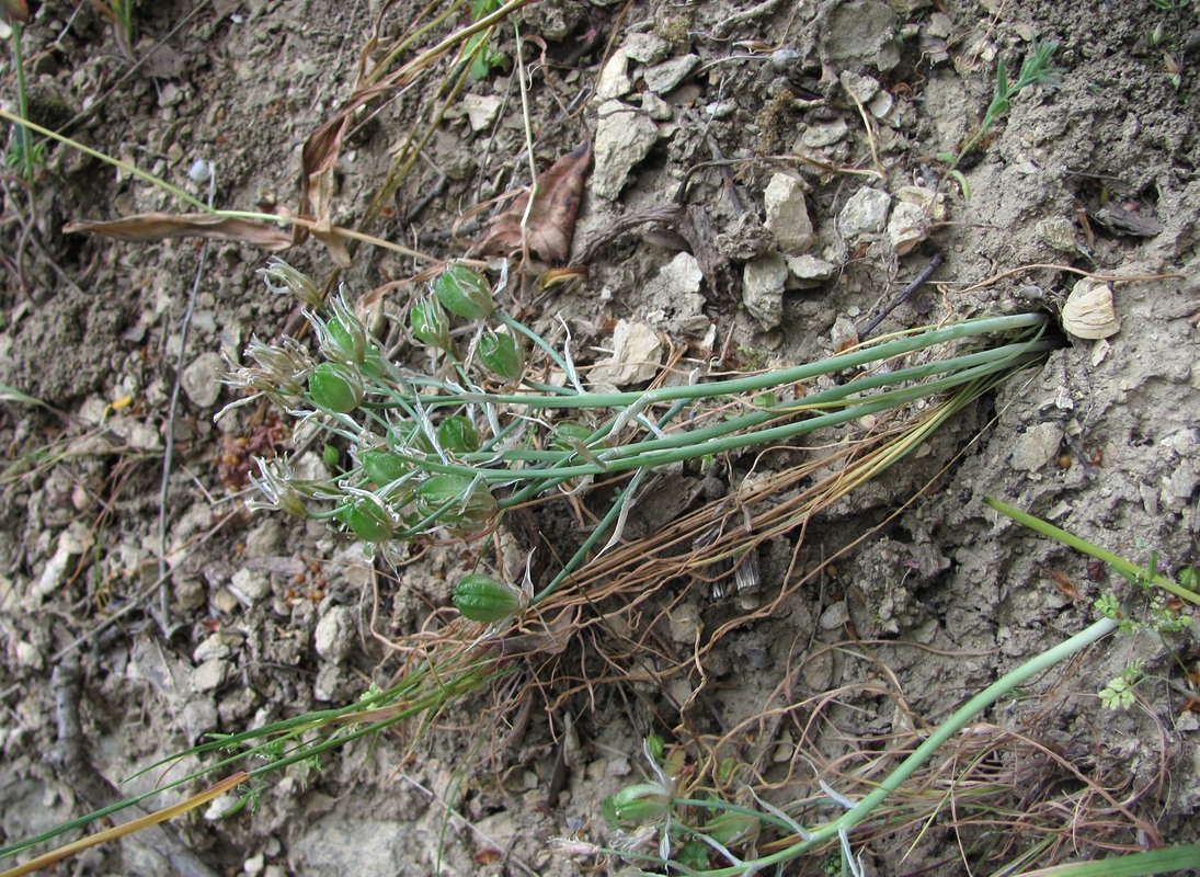 Изображение особи Ornithogalum navaschinii.