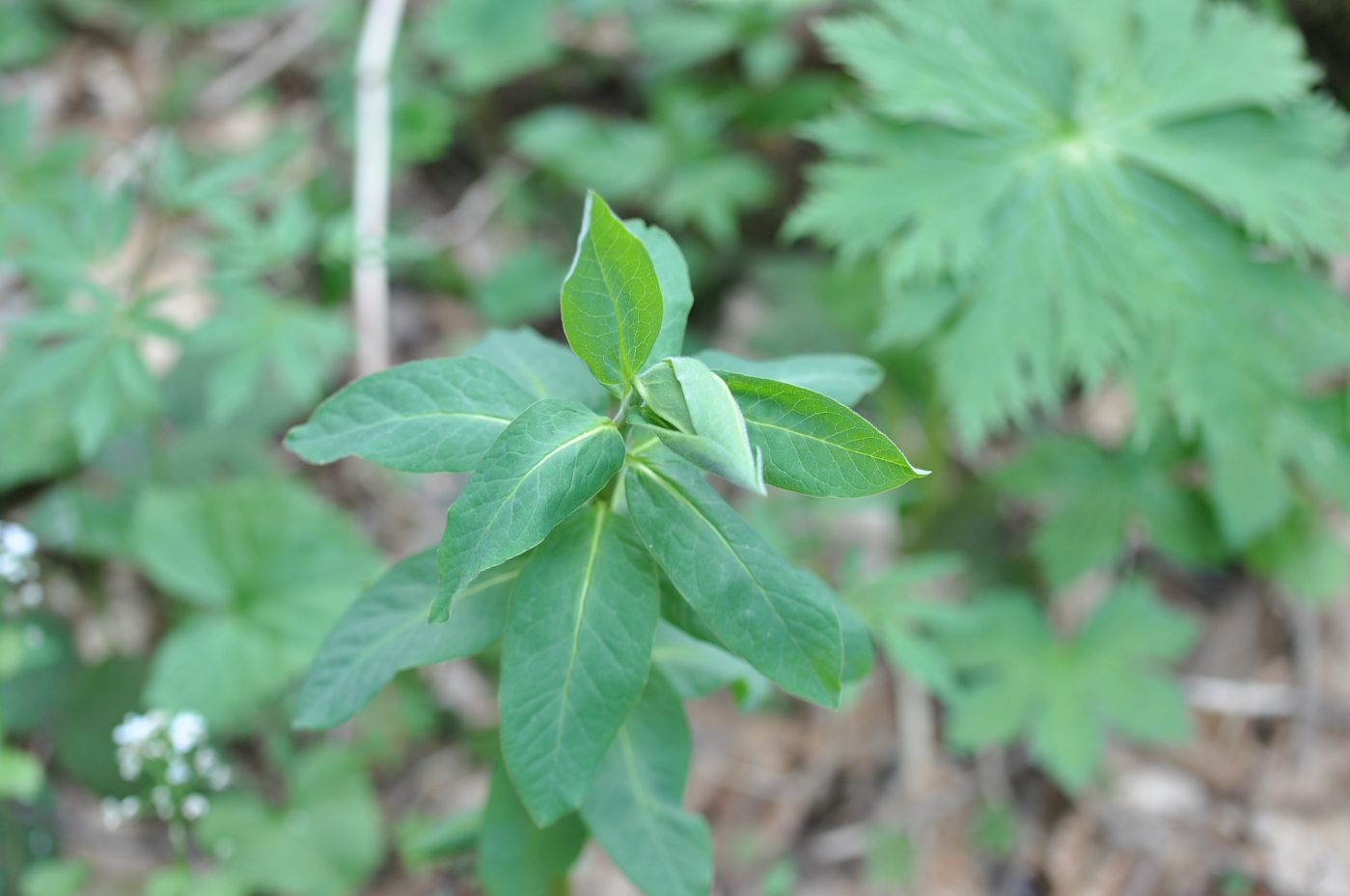 Image of genus Euphorbia specimen.