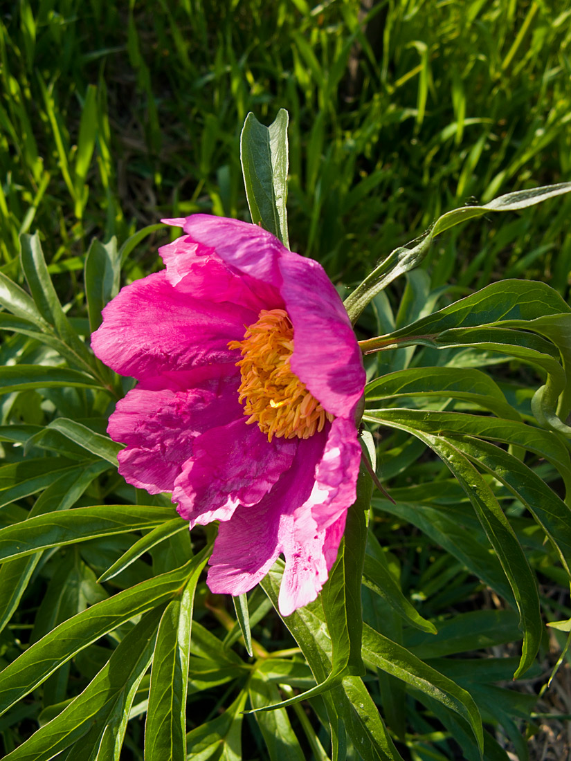 Image of Paeonia anomala specimen.