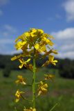 Erysimum aureum