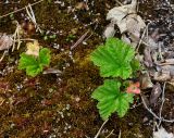 Rubus chamaemorus. Отцветшие растения с мужскими цветками (справа - аномальный 4-членный) в сообществе Drosera rotundifolia, Oxycoccus palustris и Sphagnum. Пермский край, Краснокамский р-н, сосново-пушицево-кустарничково-сфагновое болото. 17.06.2018.