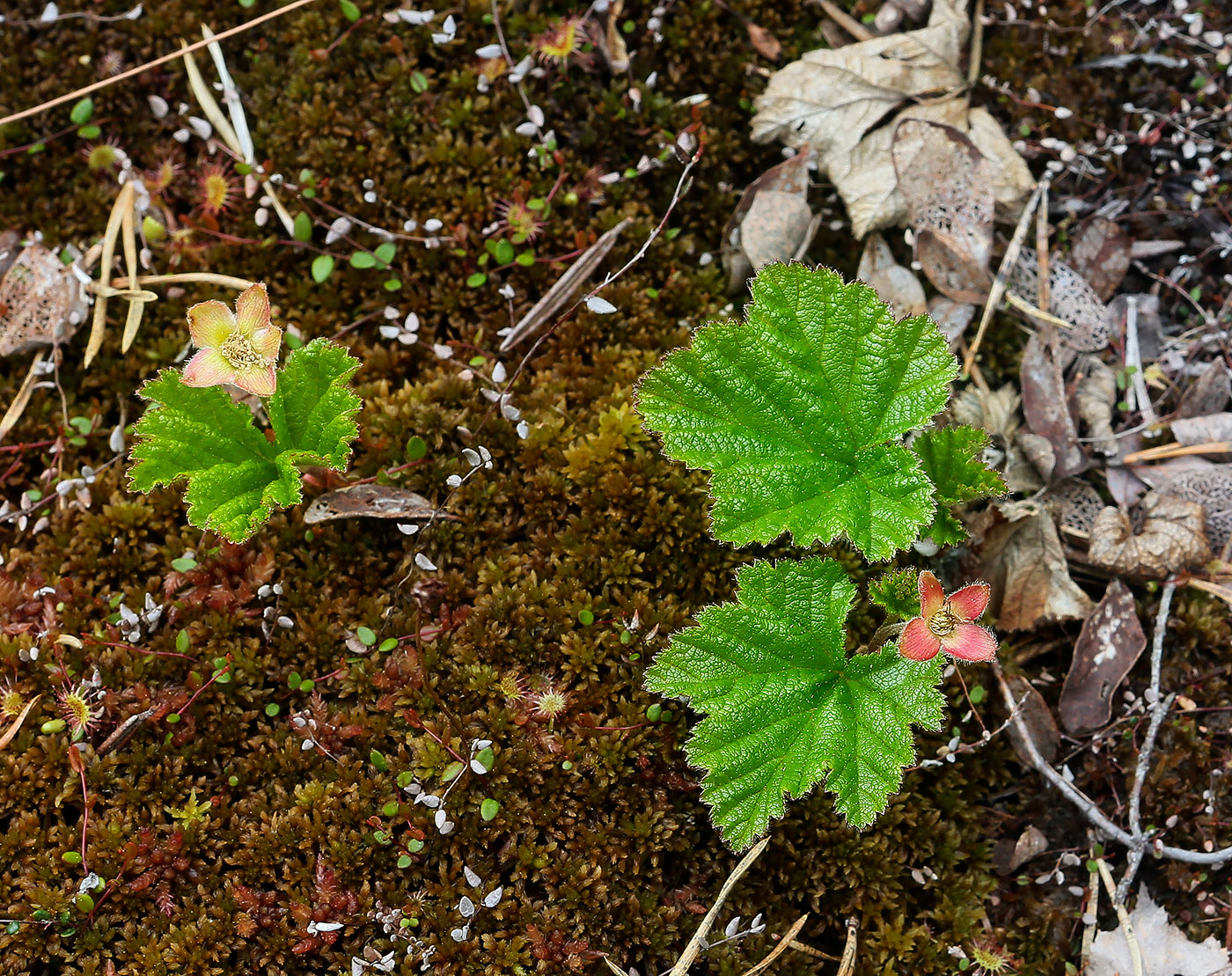 Изображение особи Rubus chamaemorus.