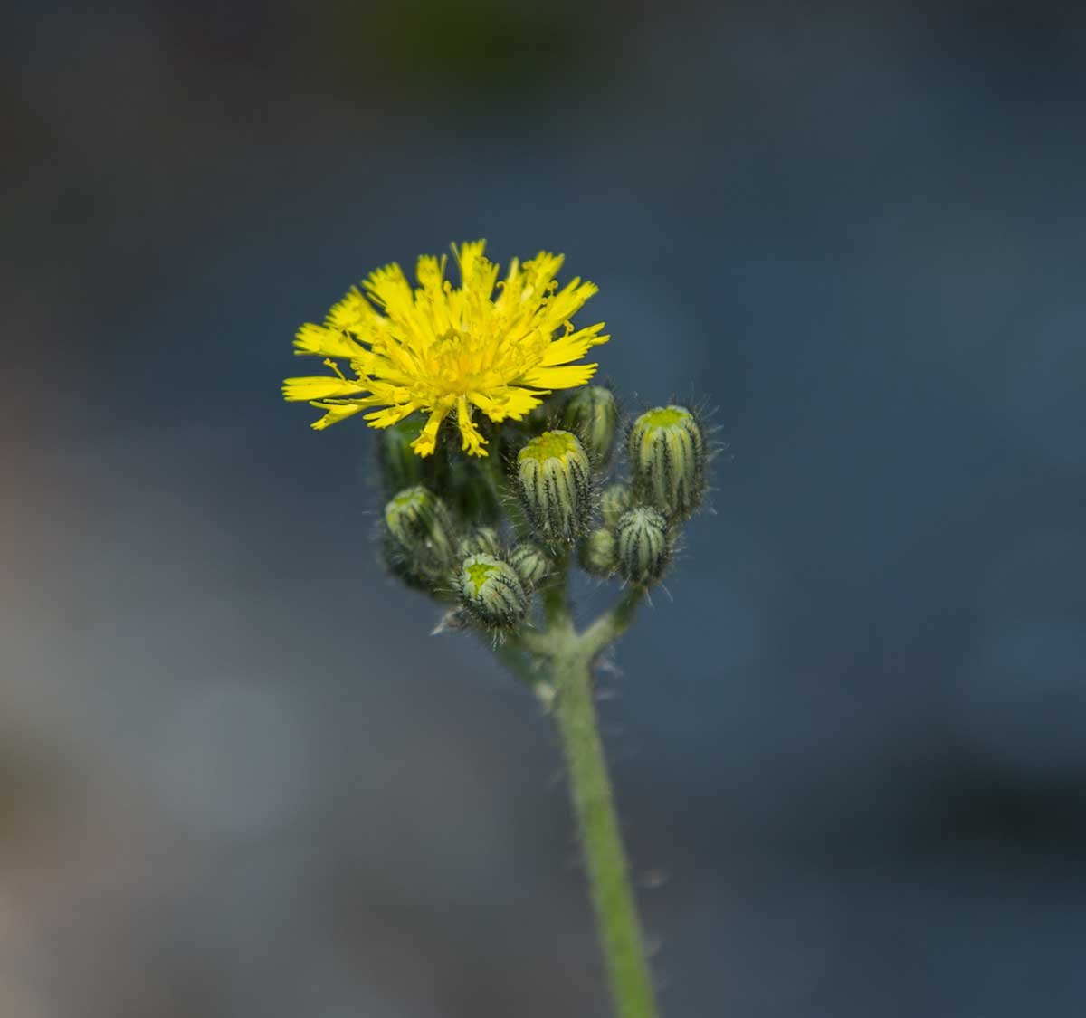 Image of genus Pilosella specimen.