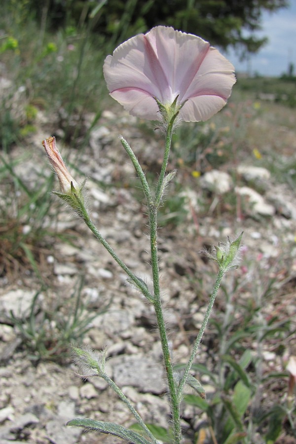 Image of Convolvulus cantabrica specimen.