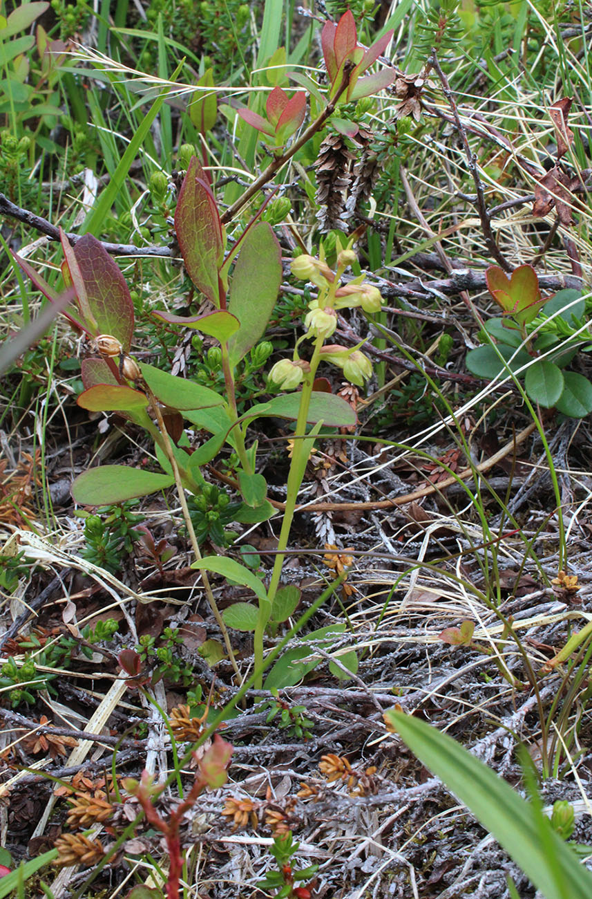 Изображение особи Dactylorhiza viridis.