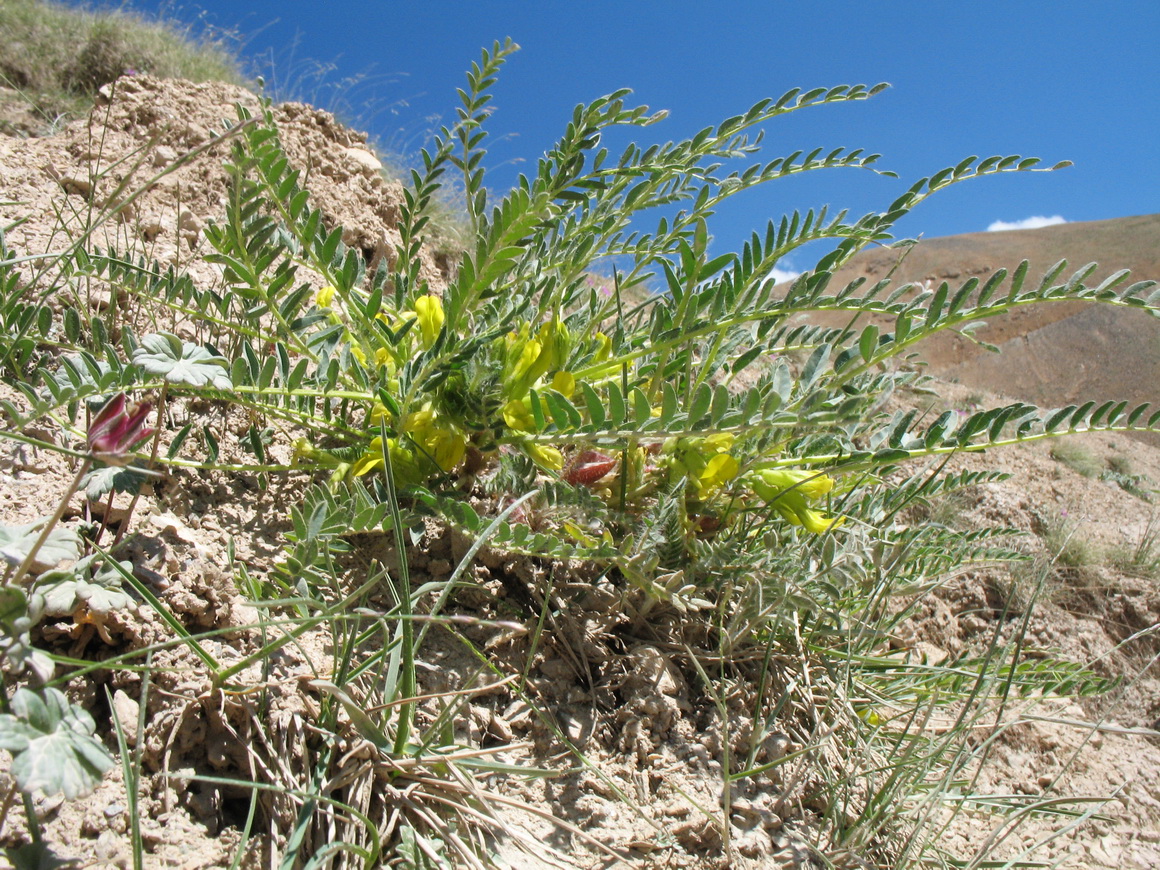 Изображение особи Astragalus talassicus.