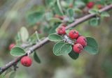 Cotoneaster oliganthus. Часть ветви плодоносящего растения. Казахстан, Восточно-Казахстанская обл., Зыряновский р-н, окр. пос. Новая Бухтарма, опушка разреженного соснового леса. 19.08.2018.