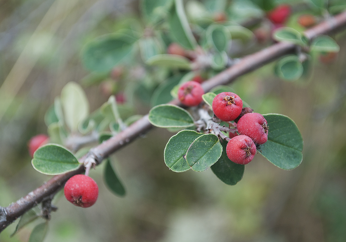 Image of Cotoneaster oliganthus specimen.