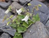 Campanula dolomitica. Цветущее растение. Республика Северная Осетия-Алания, окр. с. Нижний Ларс, левый борт долины р. Терек, основание скалы. 30.07.2018.