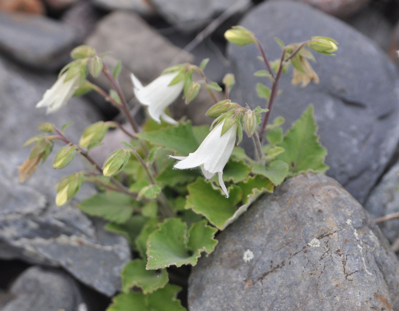 Image of Campanula dolomitica specimen.