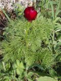 Paeonia tenuifolia