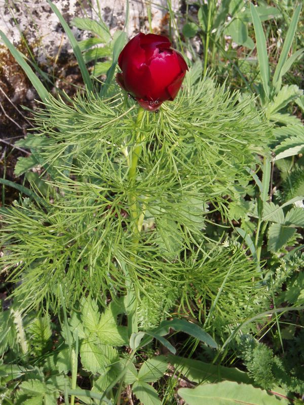 Image of Paeonia tenuifolia specimen.