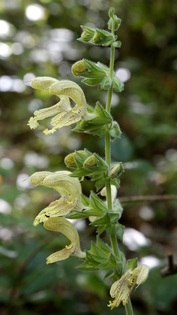 Изображение особи Salvia glutinosa.