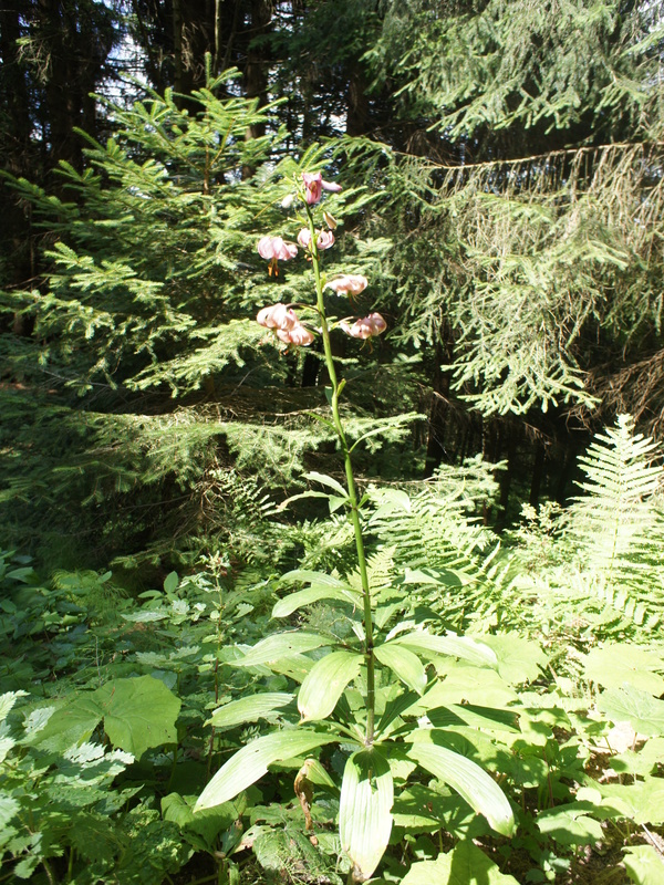 Image of Lilium martagon specimen.