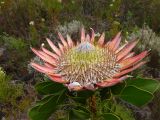 Protea cynaroides