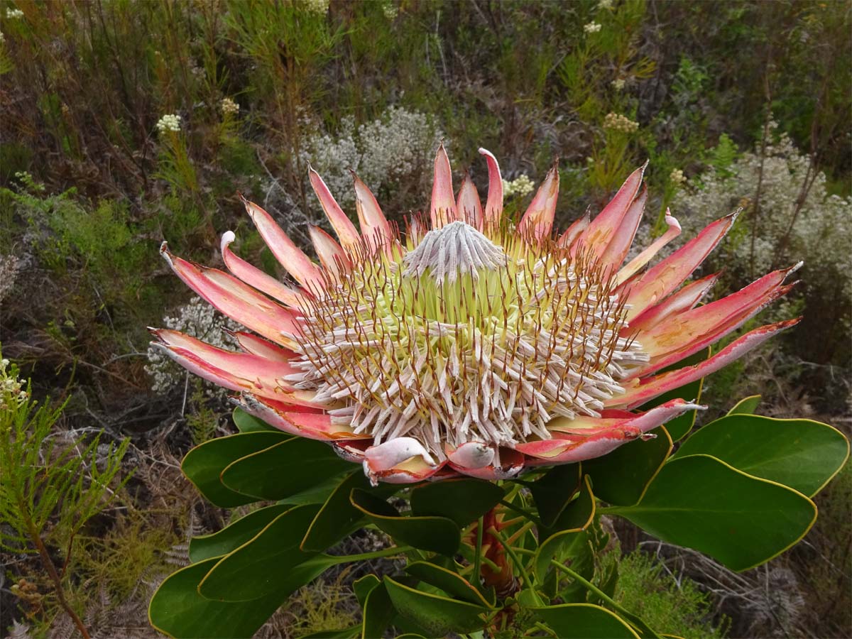 Изображение особи Protea cynaroides.