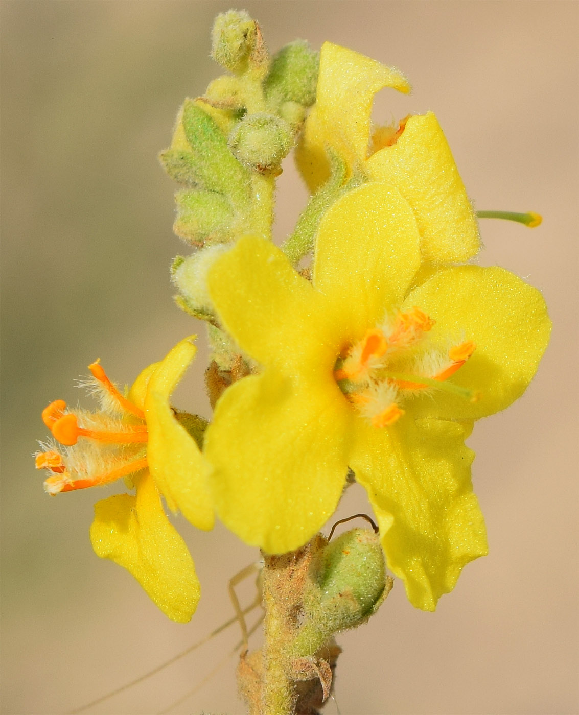 Image of Verbascum erianthum specimen.