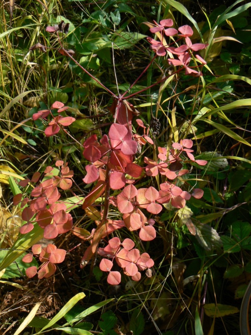 Image of Euphorbia lucorum specimen.