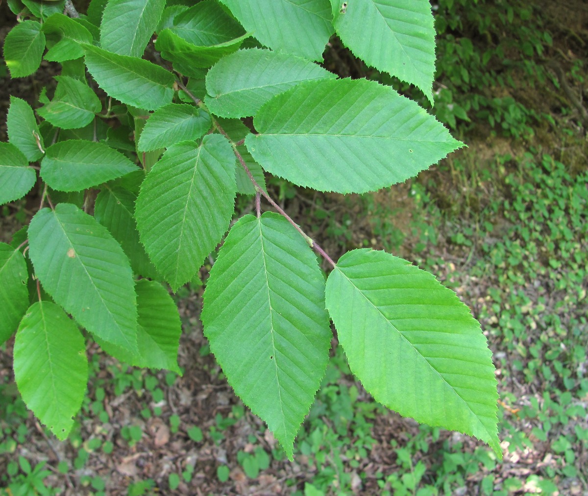 Изображение особи Carpinus betulus.