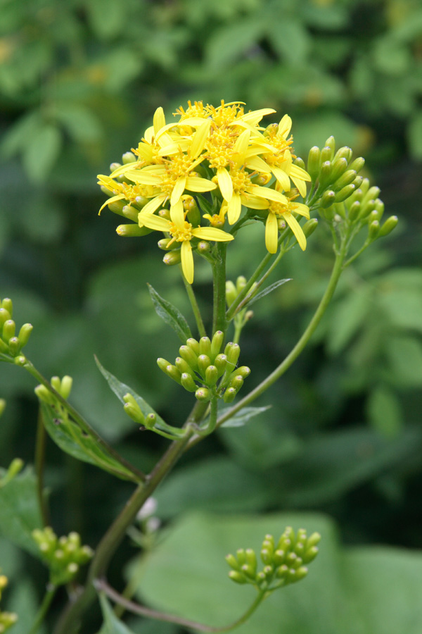 Изображение особи Ligularia thomsonii.