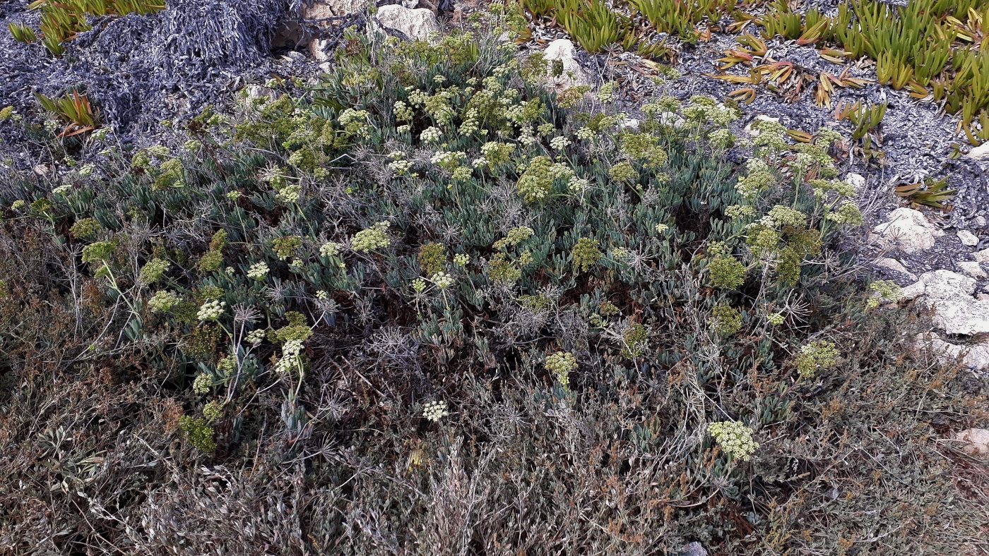 Изображение особи Crithmum maritimum.