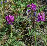 Oxytropis teres. Верхушки побегов с нераскрывшимися, раскрывшимися и отцветающими соцветиями. Казахстан, Восточно-Казахстанская обл., г. Усть-Каменогорск, восточные окр., Лесхоз, склон заросшей грунтовой дороги. 22.05.2018.