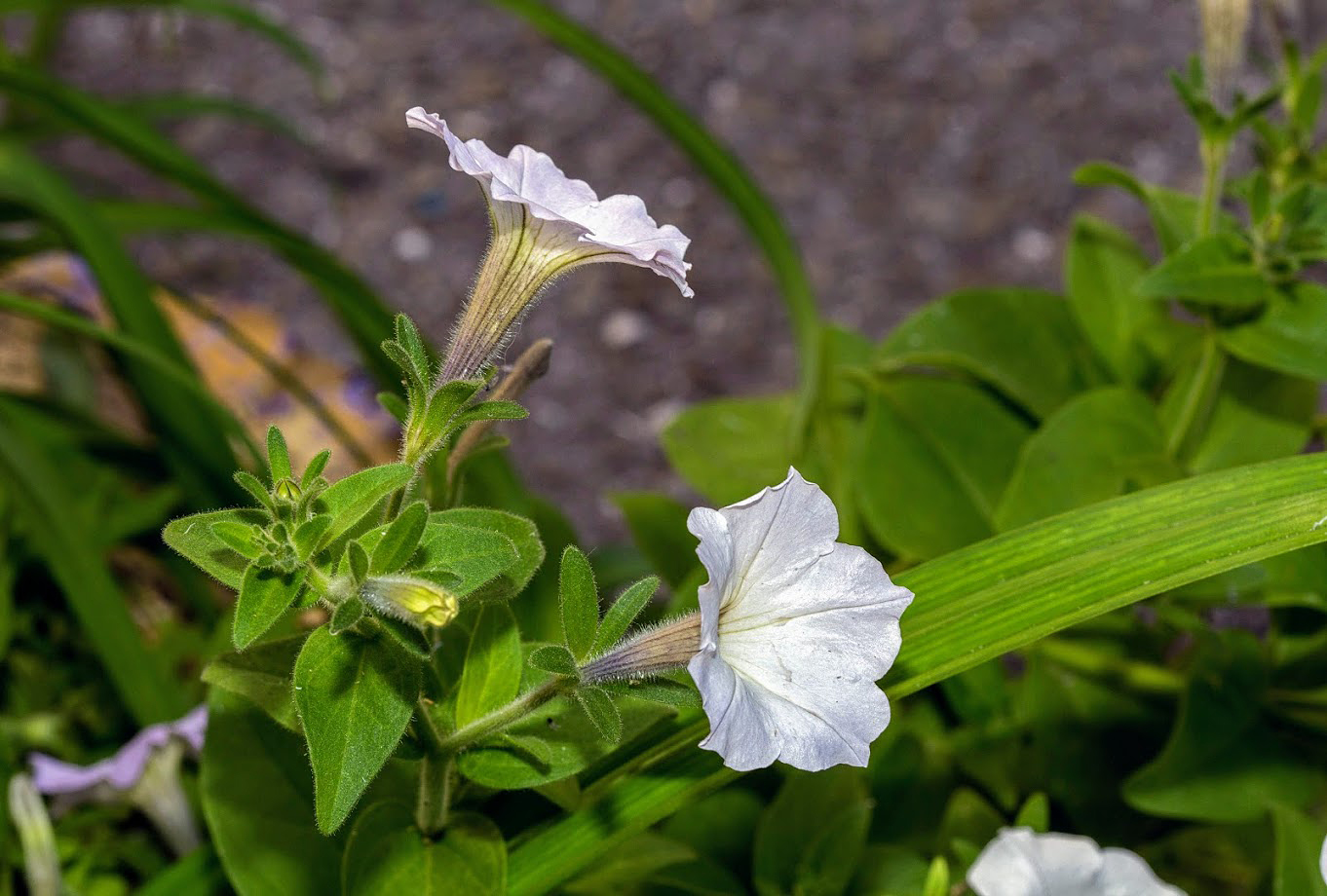 Image of Petunia × atkinsiana specimen.