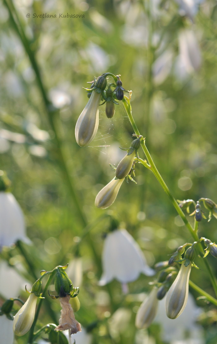 Изображение особи Adenophora liliifolia.