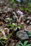 Cardamine quinquefolia. Цветущее растение. Краснодарский край, Туапсинский р-н, долина ручья Красный Водопад, широколиственный лес. 02.04.2013.