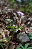 Cardamine quinquefolia