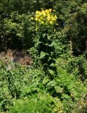 Silphium perfoliatum. Цветущее растение. Казахстан, Восточно-Казахстанская обл., Уланский р-н, с. Украинка, дачный участок, в культуре. 13.08.2016.