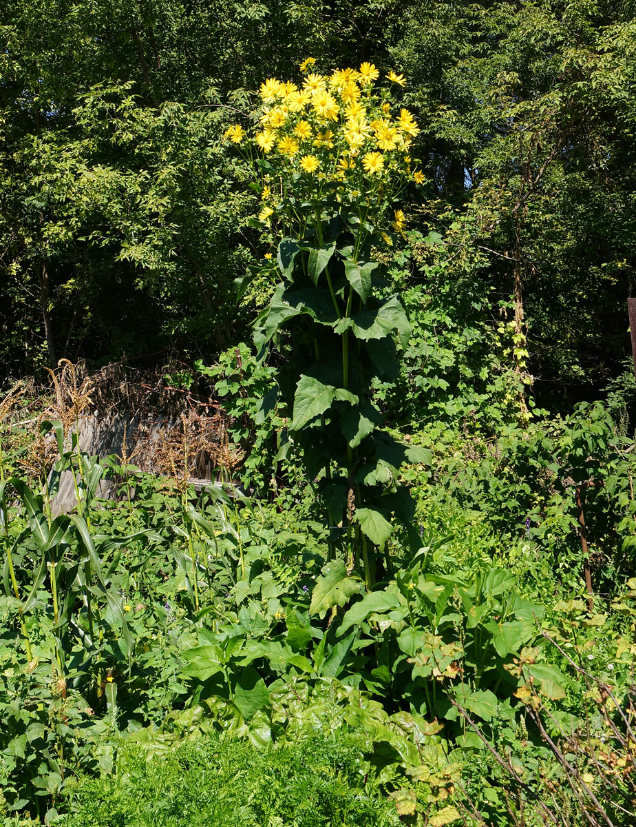 Изображение особи Silphium perfoliatum.