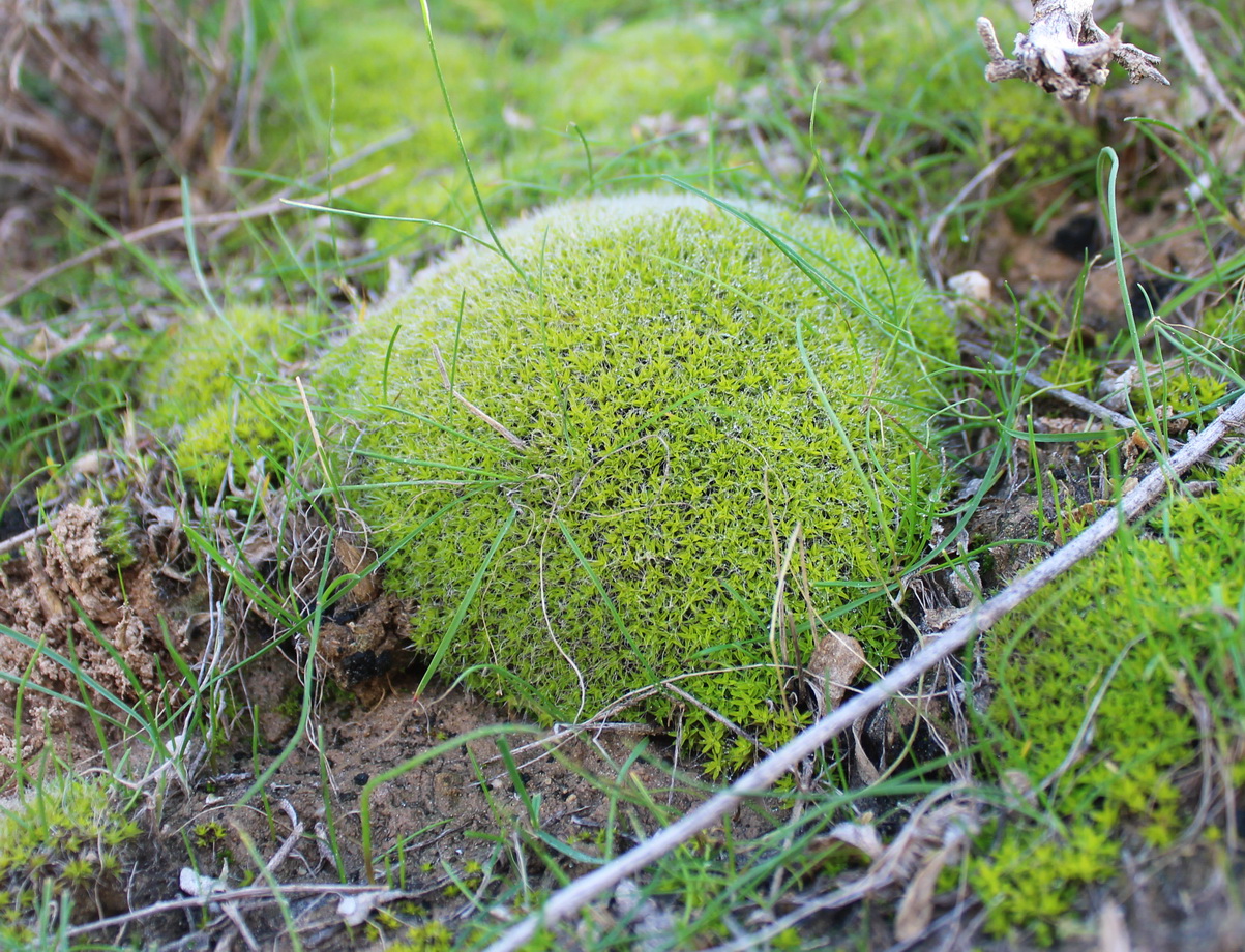 Изображение особи класс Bryopsida.