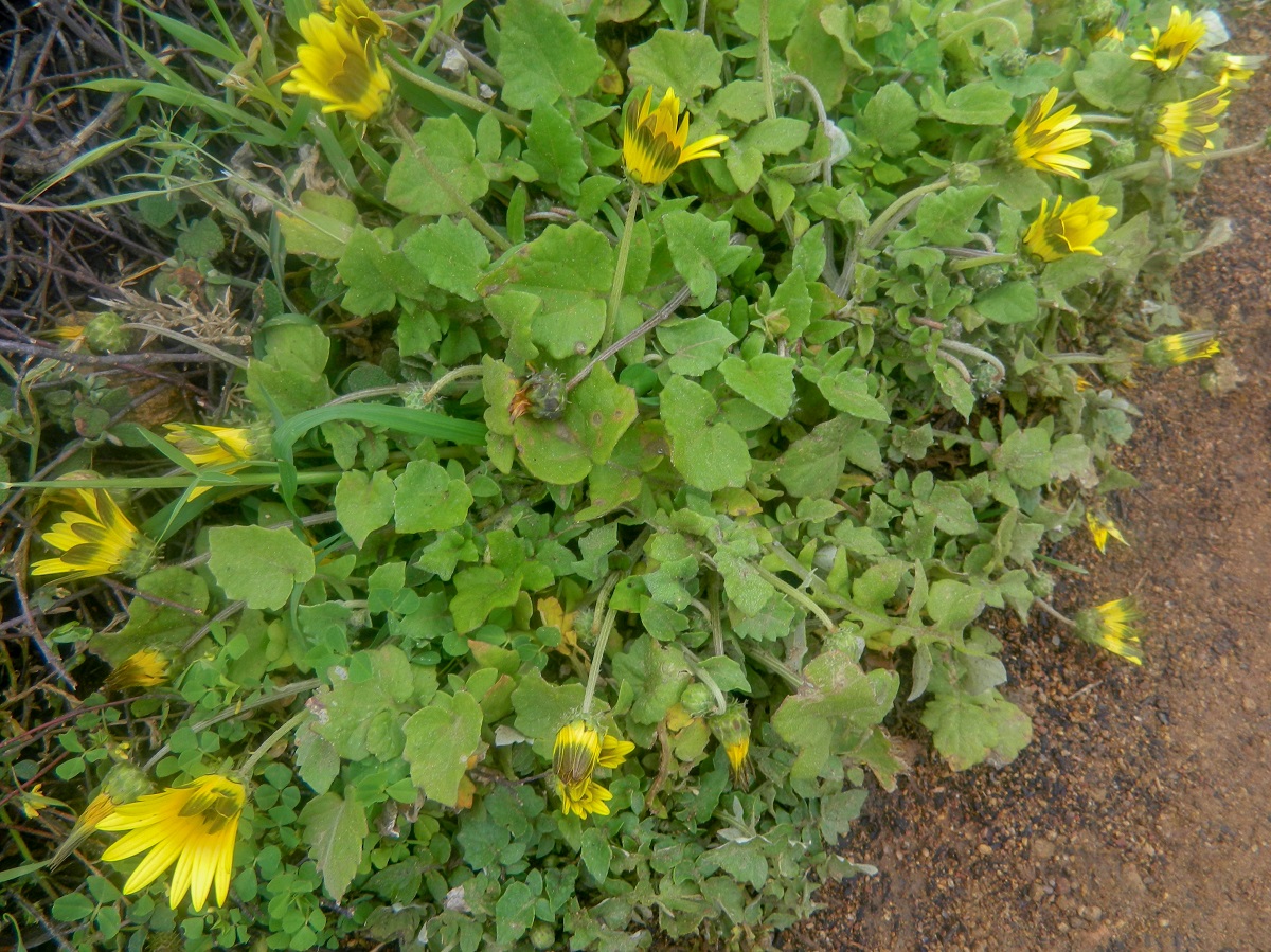 Image of Arctotheca calendula specimen.