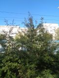 Изображение особи. Автор - Вадим Рыбаков