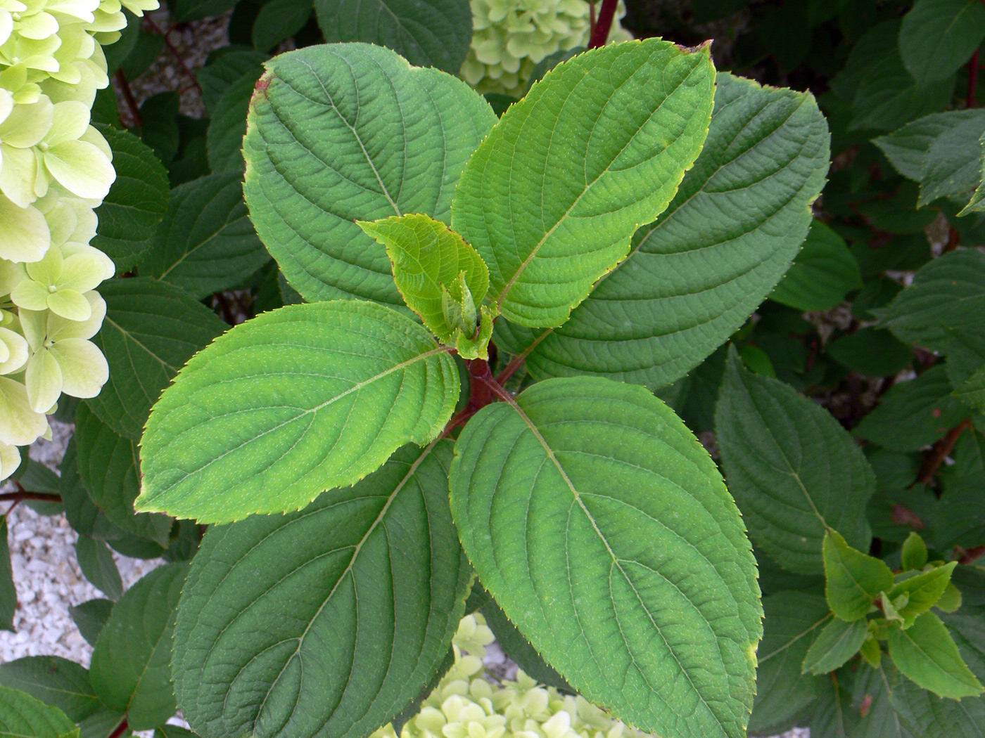 Image of Hydrangea paniculata specimen.