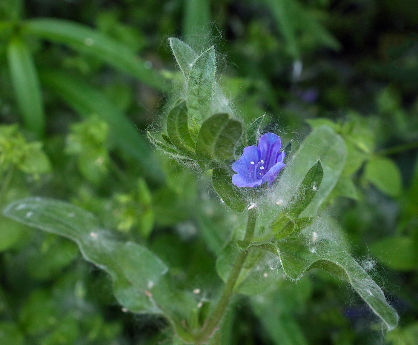 Image of Echium vulgare specimen.