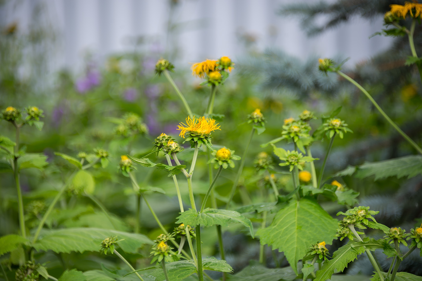 Изображение особи Telekia speciosa.