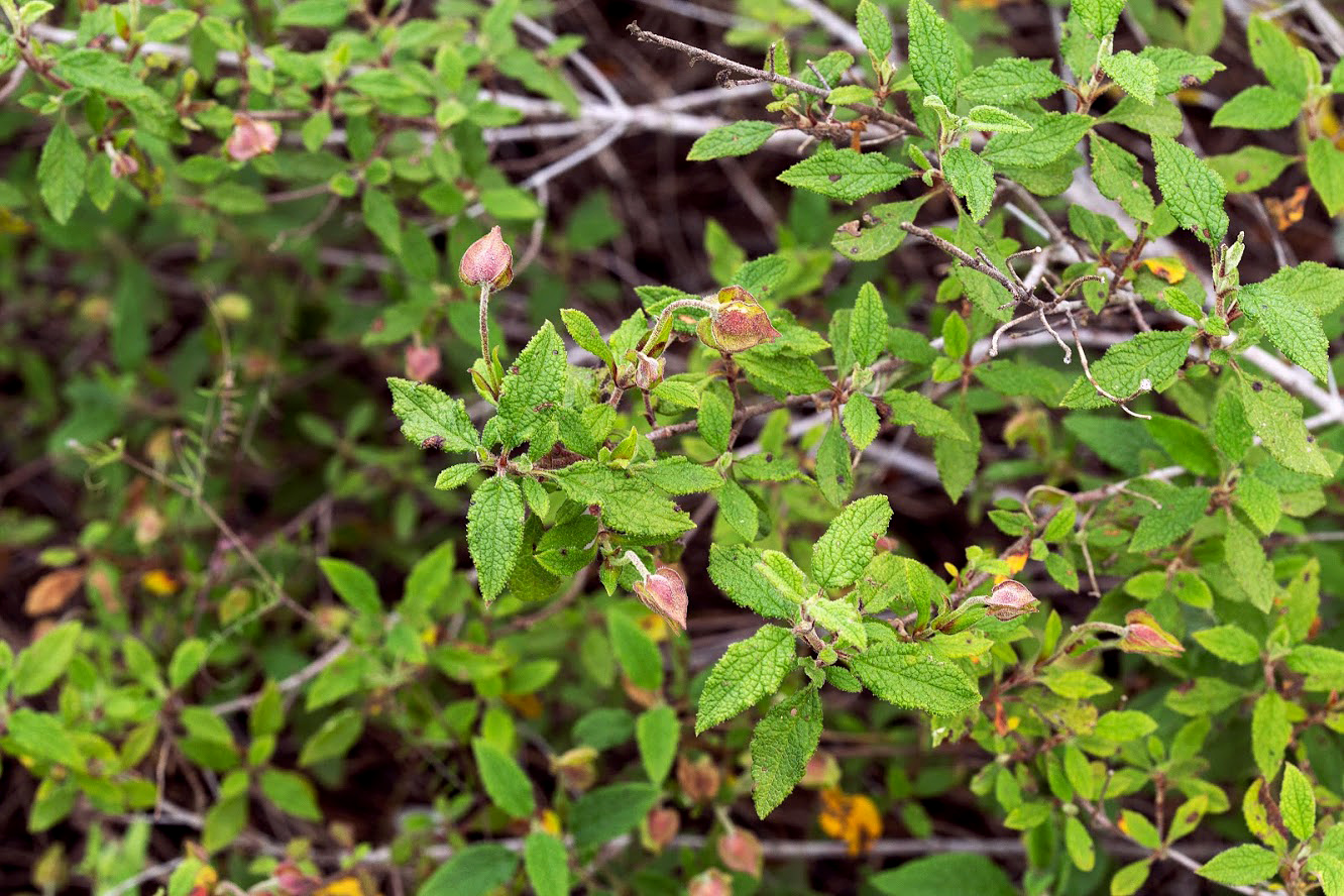 Image of Cistus salviifolius specimen.