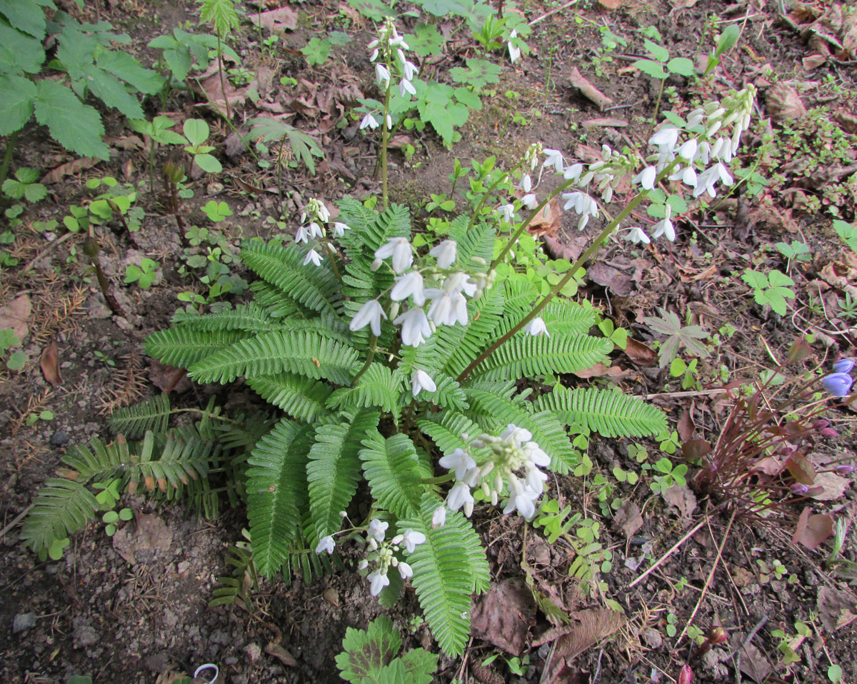 Изображение особи Pteridophyllum racemosum.