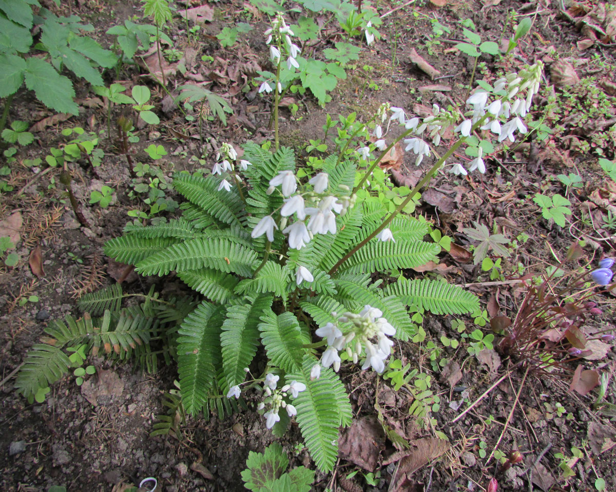 Image of Pteridophyllum racemosum specimen.