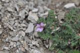 Erodium cicutarium