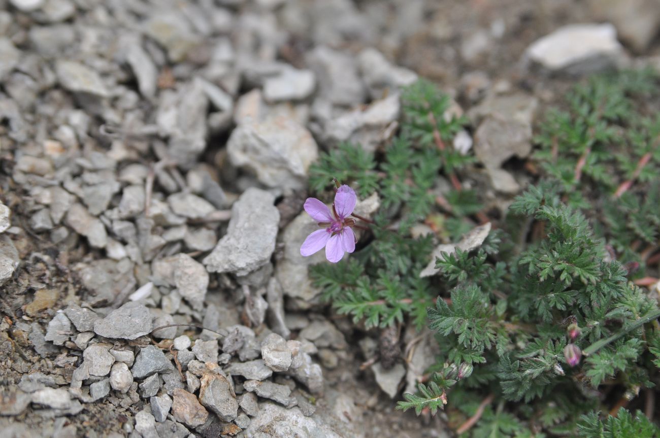 Изображение особи Erodium cicutarium.