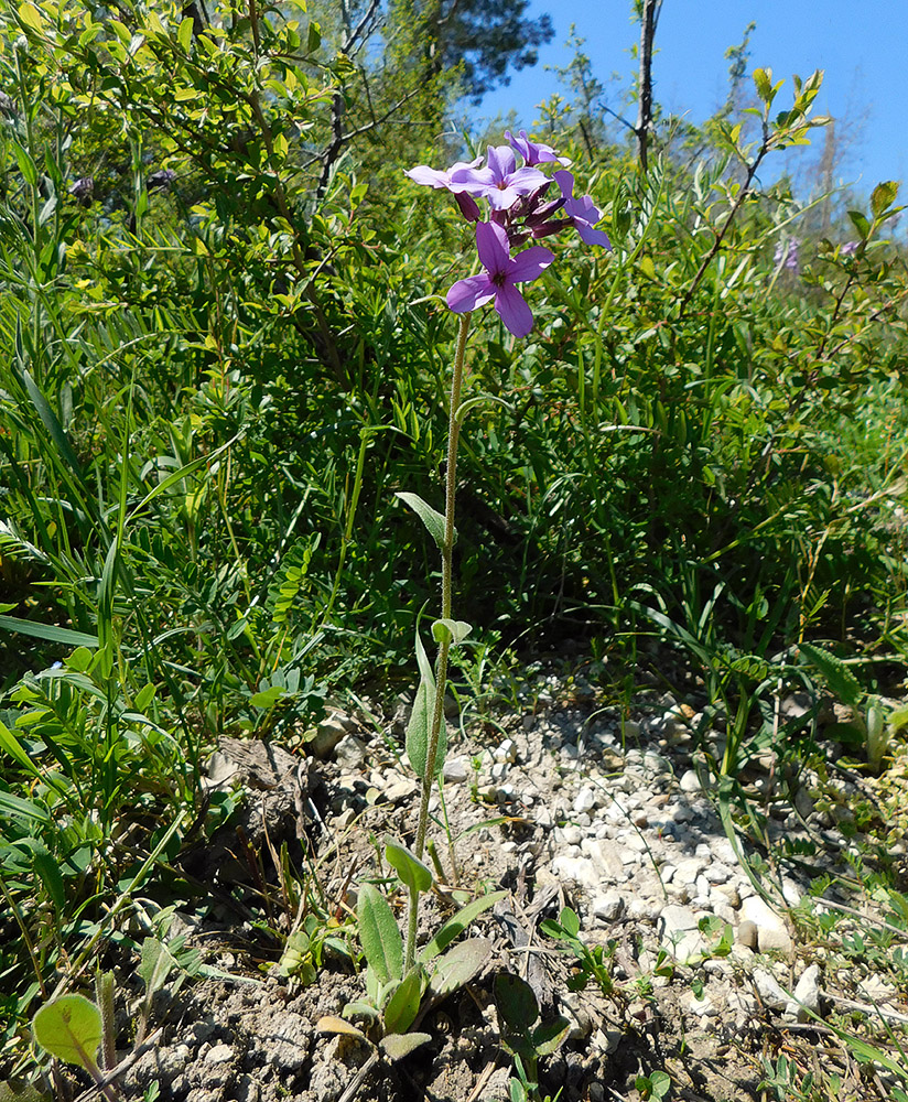 Image of Hesperis pycnotricha specimen.