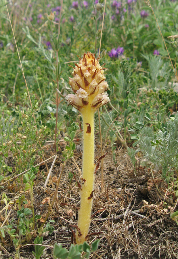 Image of Orobanche minor specimen.