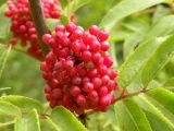 Sambucus racemosa. Соплодие. Украина, Закарпатская обл., Тячевский р-н, с. Усть-Черная, склон горы Мокрая. 22.06.2010.