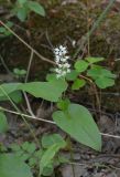 Maianthemum bifolium. Цветущее растение. Санкт-Петербург, Выборгский р-н, парк «Сосновка», смешанный лес. 12.06.2019.