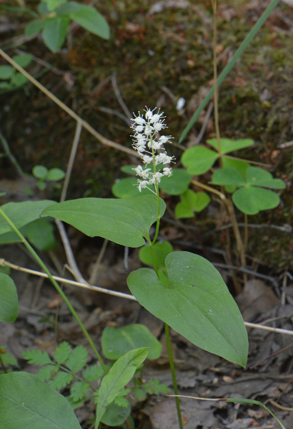 Изображение особи Maianthemum bifolium.